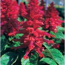 SALVIA SPLENDENS SIZZLER ROSSO SCARLATTO 1000 SEMI